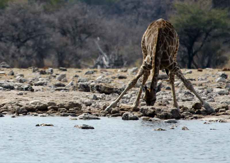 Jirafa - parque nacional de Etosha - Namibia 01.jpg